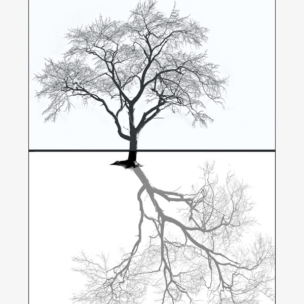 A-tree-and-a-shadow,-November-2014_B010052